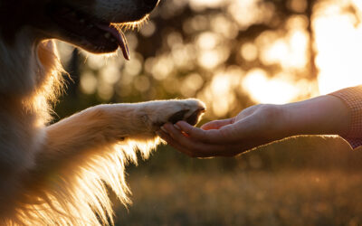 Kuidas lemmikloomaga õigesti hüvasti jätta
