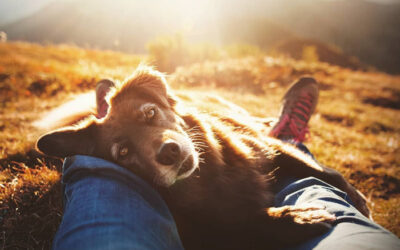 Kuidas tulla toime lemmiklooma surmast tingitud leinaga